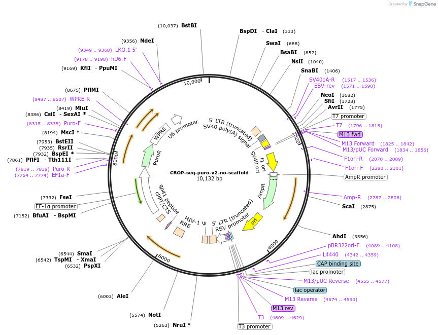 228521-plasmid-map-sequence-id-456243