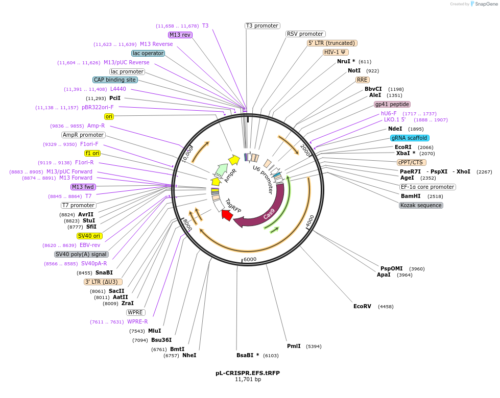 57819-plasmid-map-sequence-id-456257