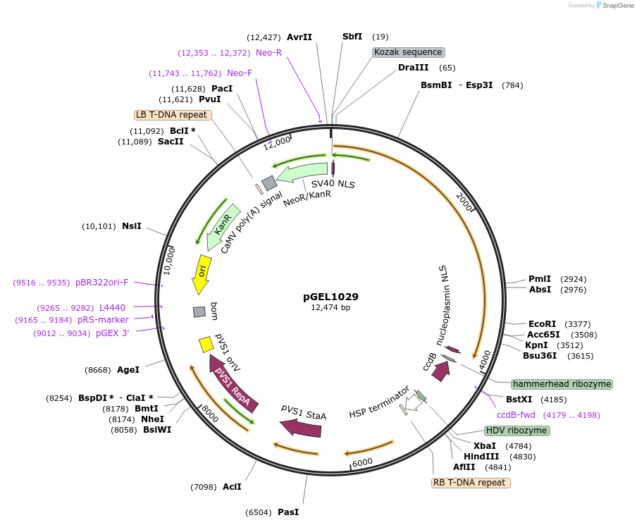 225600-plasmid-map-sequence-id-456268