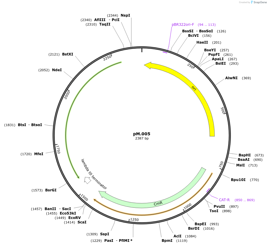 228691-plasmid-map-sequence-id-456313