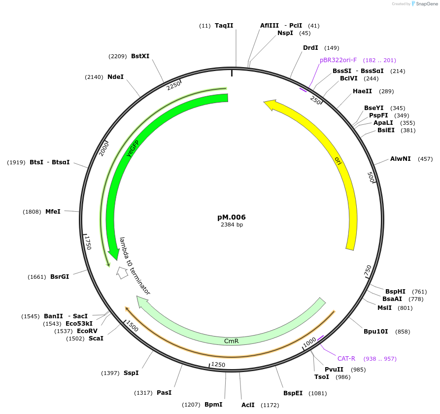 228692-plasmid-map-sequence-id-456314