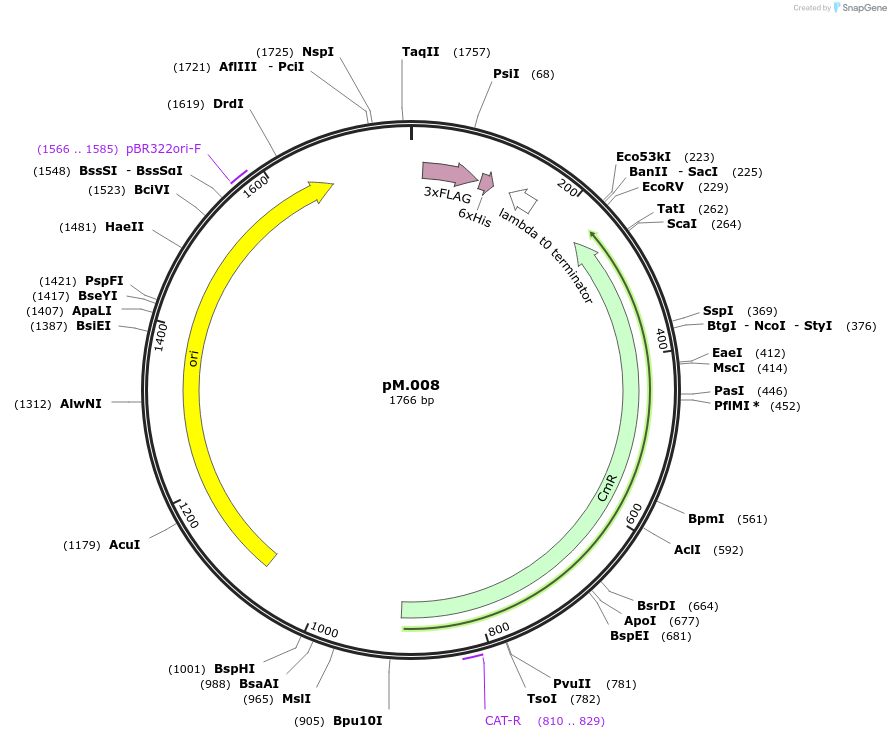 228694-plasmid-map-sequence-id-456317