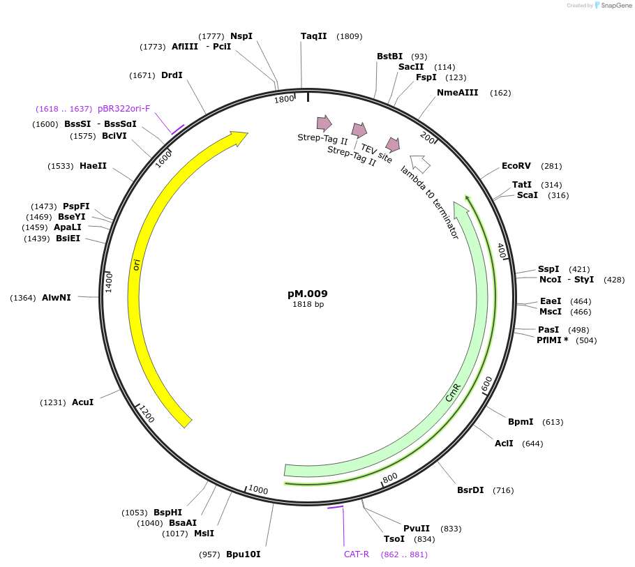 228695-plasmid-map-sequence-id-456318