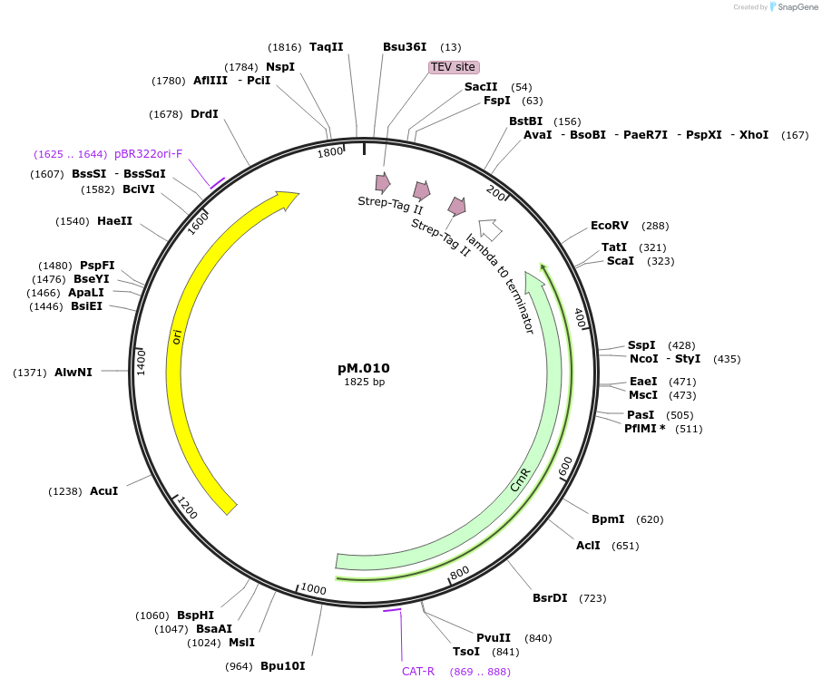 228696-plasmid-map-sequence-id-456326