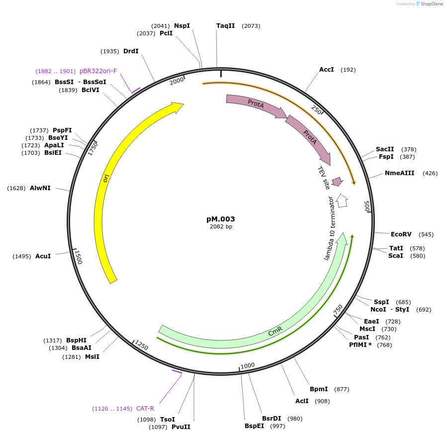 228689-plasmid-map-sequence-id-456341