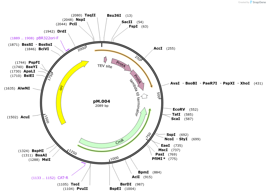 228690-plasmid-map-sequence-id-456354