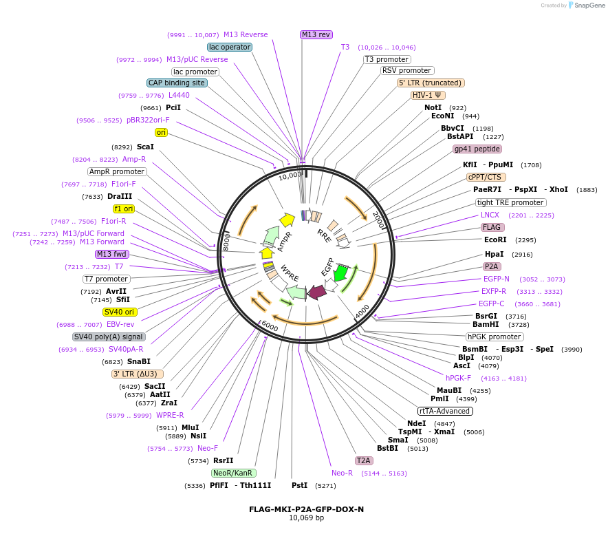456361_map