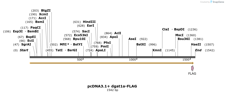 456368_map
