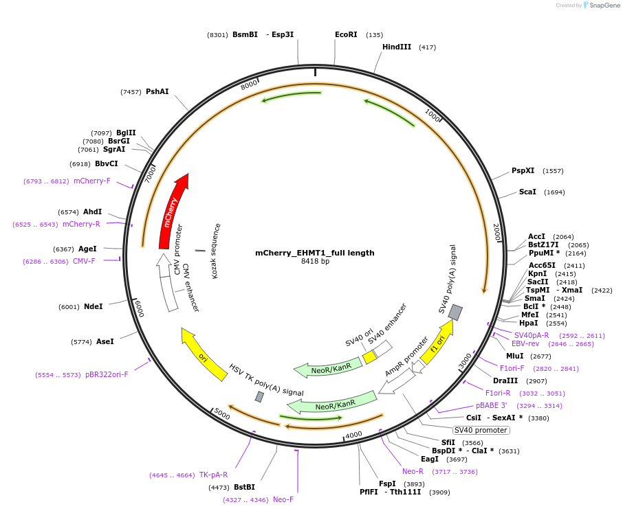 228810-plasmid-map-sequence-id-456374