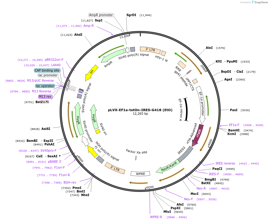 84776-plasmid-map-sequence-id-456375