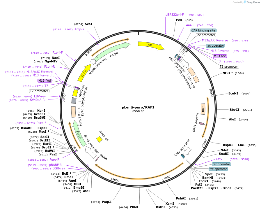 131725-plasmid-map-sequence-id-456376
