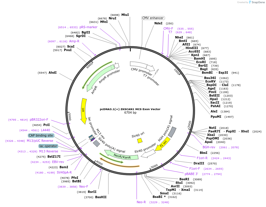 69901-plasmid-map-sequence-id-456378