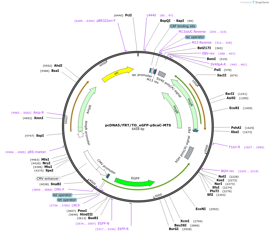 228827-plasmid-map-sequence-id-456404