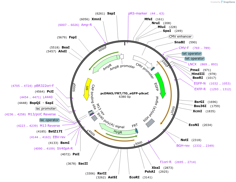 228824-plasmid-map-sequence-id-456405