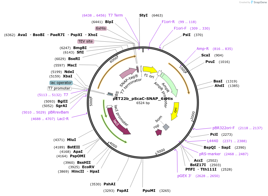 228835-plasmid-map-sequence-id-456406