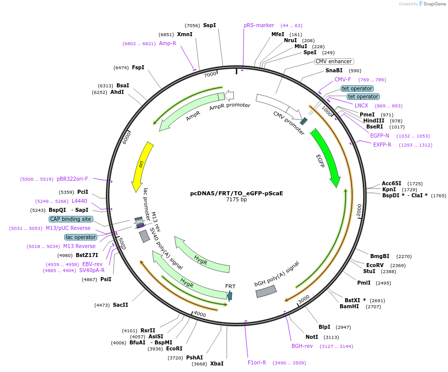 228826-plasmid-map-sequence-id-456408