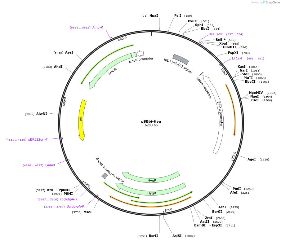 60524-plasmid-map-sequence-id-456411