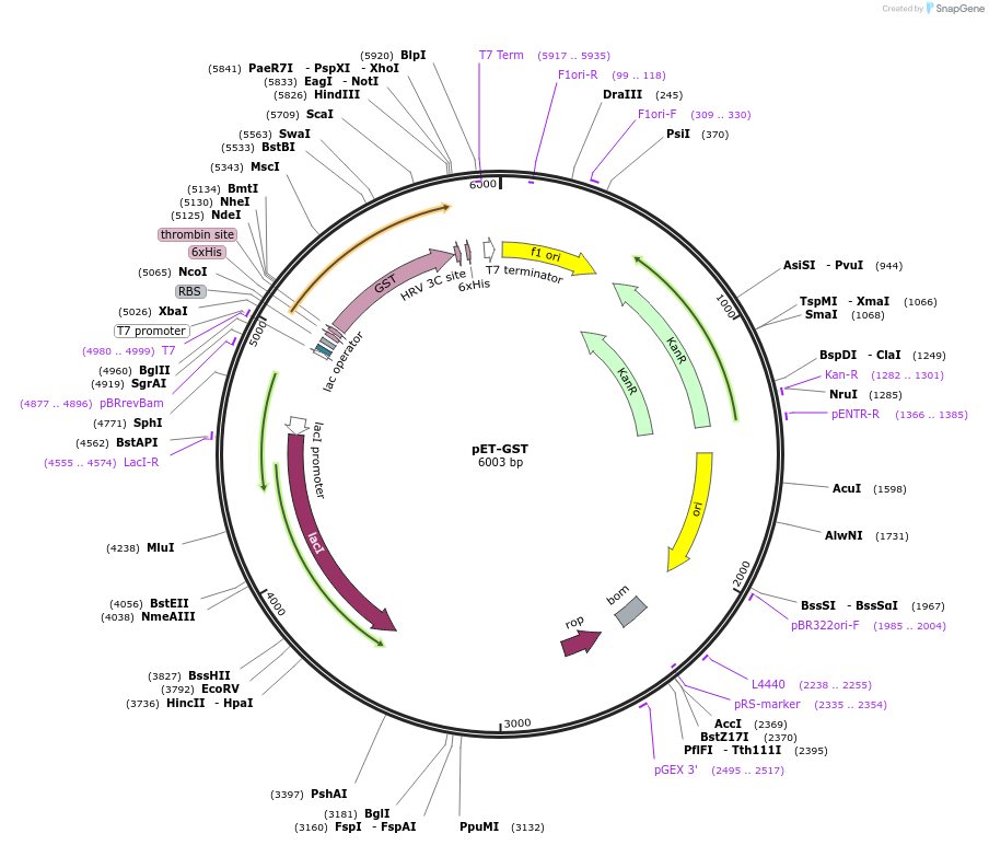 42049-plasmid-map-sequence-id-456415