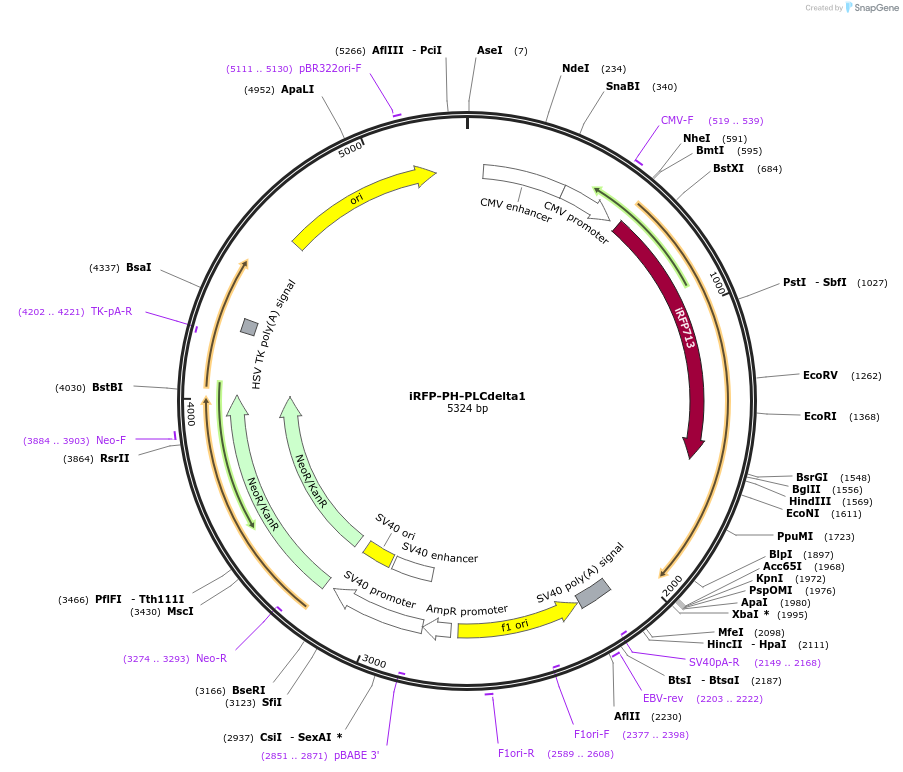 66841-plasmid-map-sequence-id-456416