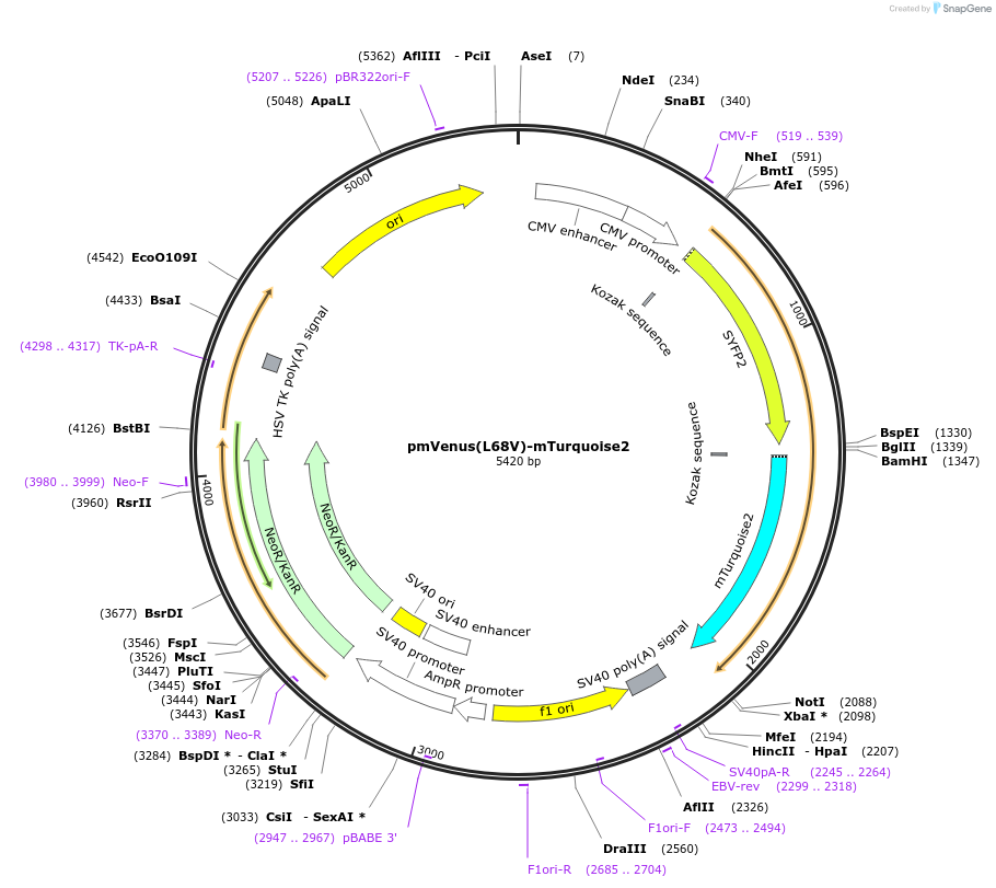 60493-plasmid-map-sequence-id-456417
