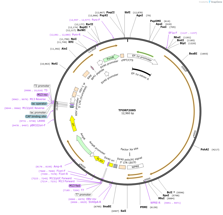 141914-plasmid-map-sequence-id-456432
