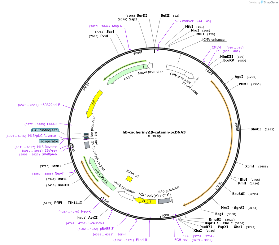 45772-plasmid-map-sequence-id-456464