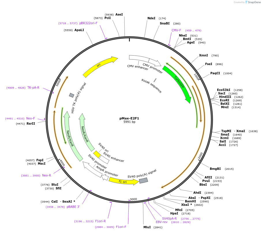 16007-plasmid-map-sequence-id-456465