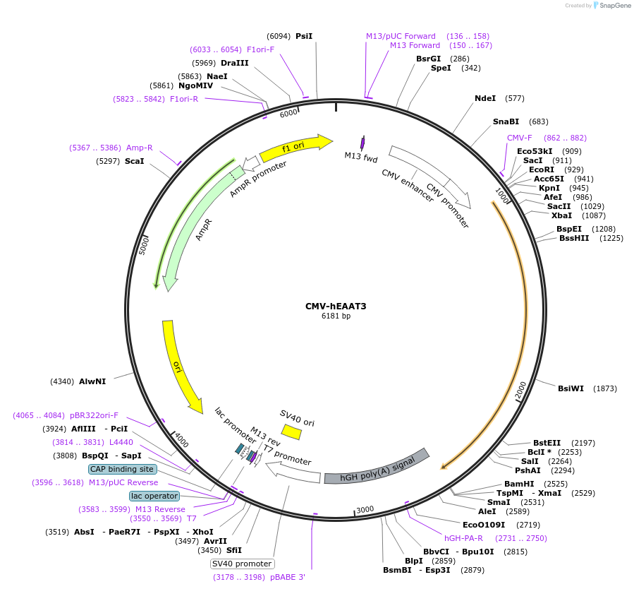 32815-plasmid-map-sequence-id-456466