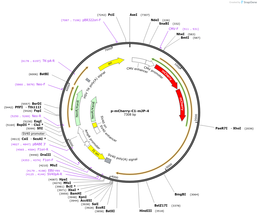 79599-plasmid-map-sequence-id-456468