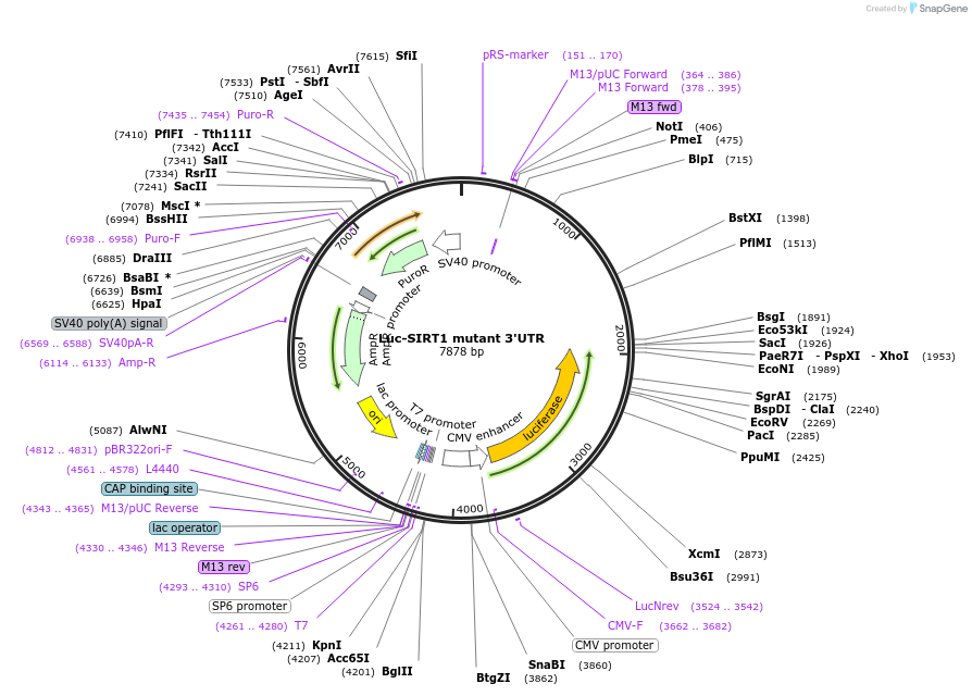 20380-plasmid-map-sequence-id-456470
