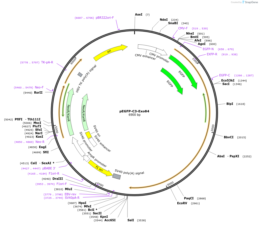 53762-plasmid-map-sequence-id-456471