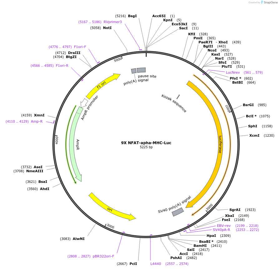 51941-plasmid-map-sequence-id-456473