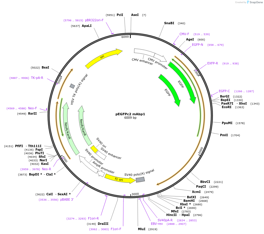 26719-plasmid-map-sequence-id-456474