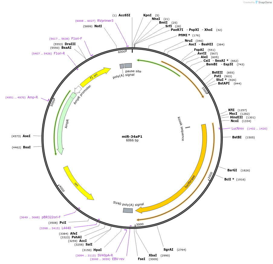 50826-plasmid-map-sequence-id-456475