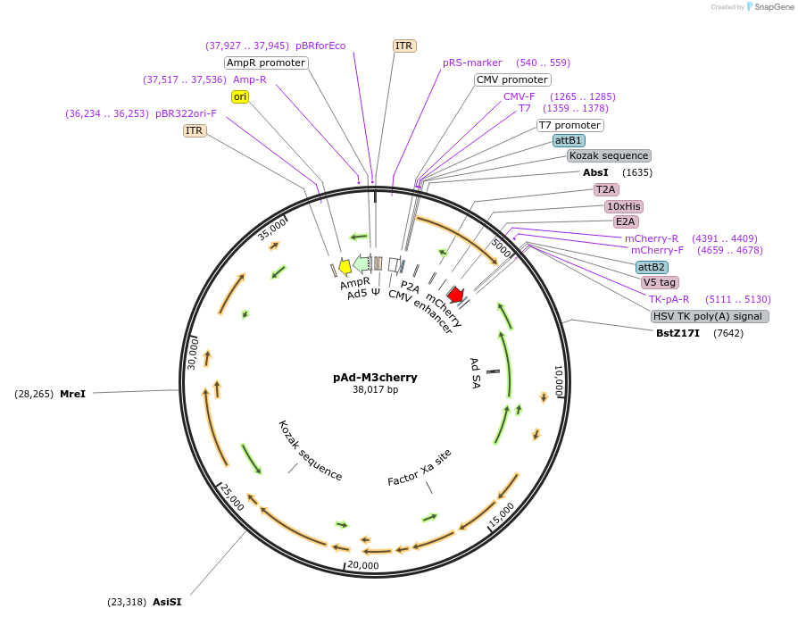 61041-plasmid-map-sequence-id-456476