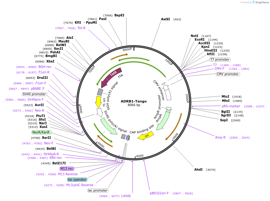 66219-plasmid-map-sequence-id-456477