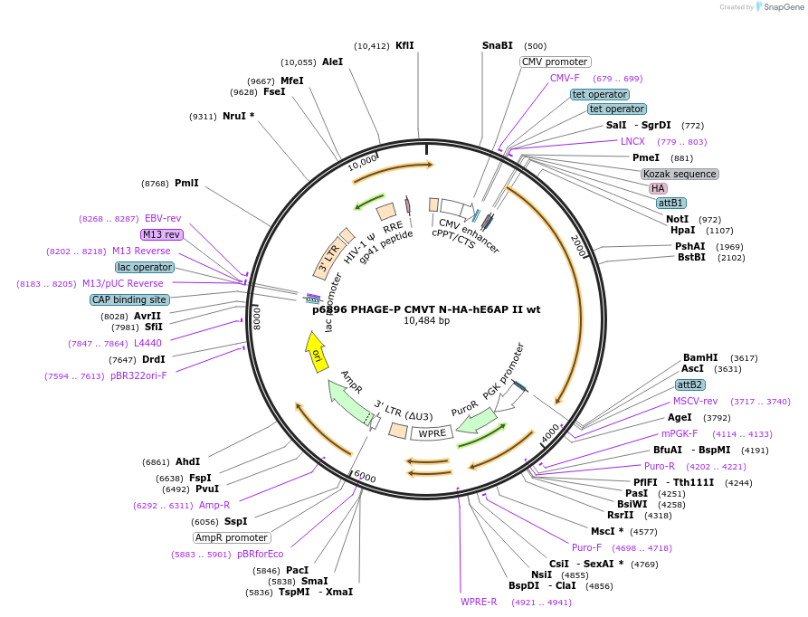 37603-plasmid-map-sequence-id-456480
