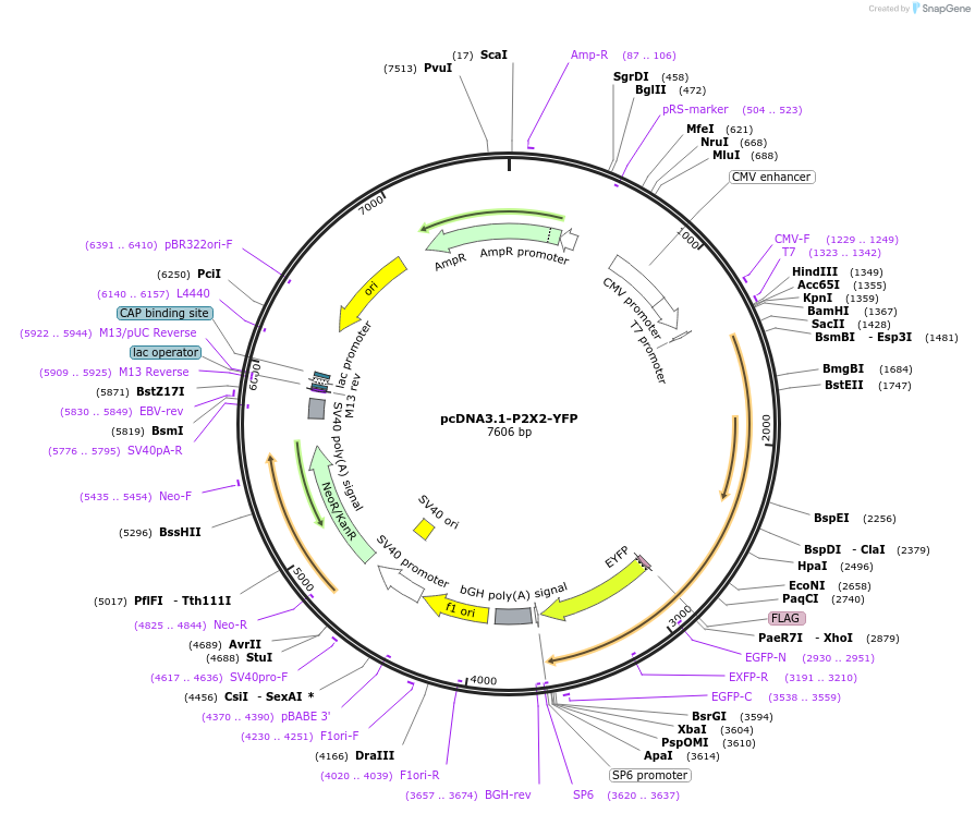 22400-plasmid-map-sequence-id-456507