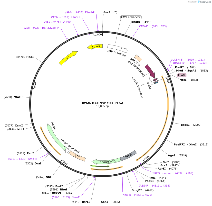20610-plasmid-map-sequence-id-456508
