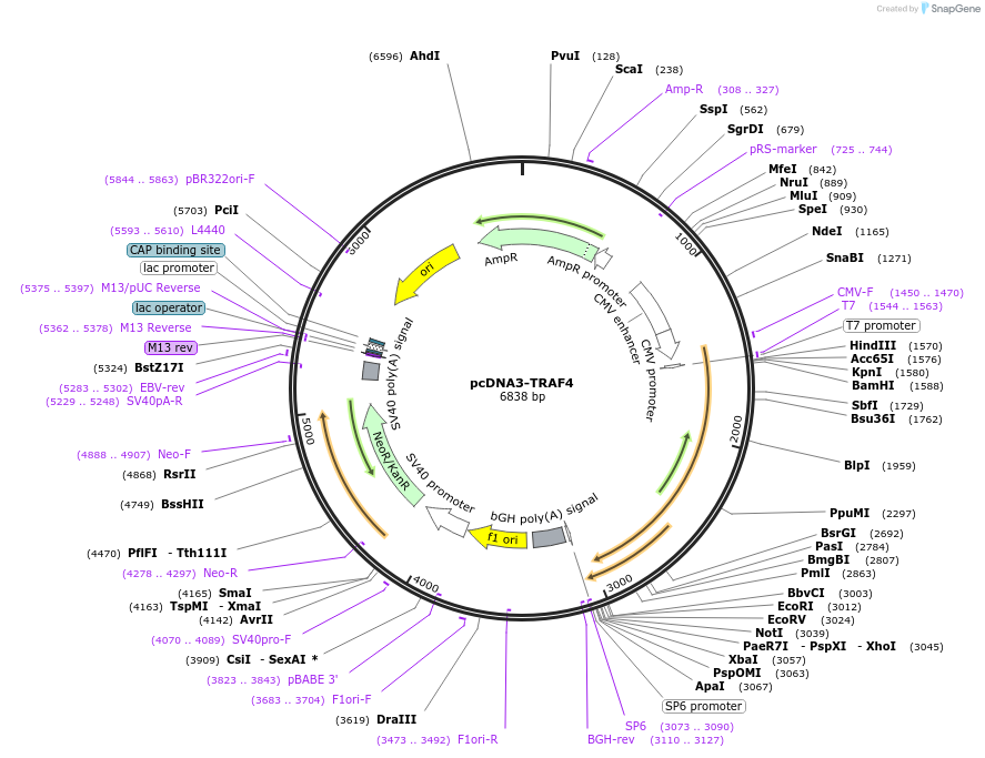 16375-plasmid-map-sequence-id-456509