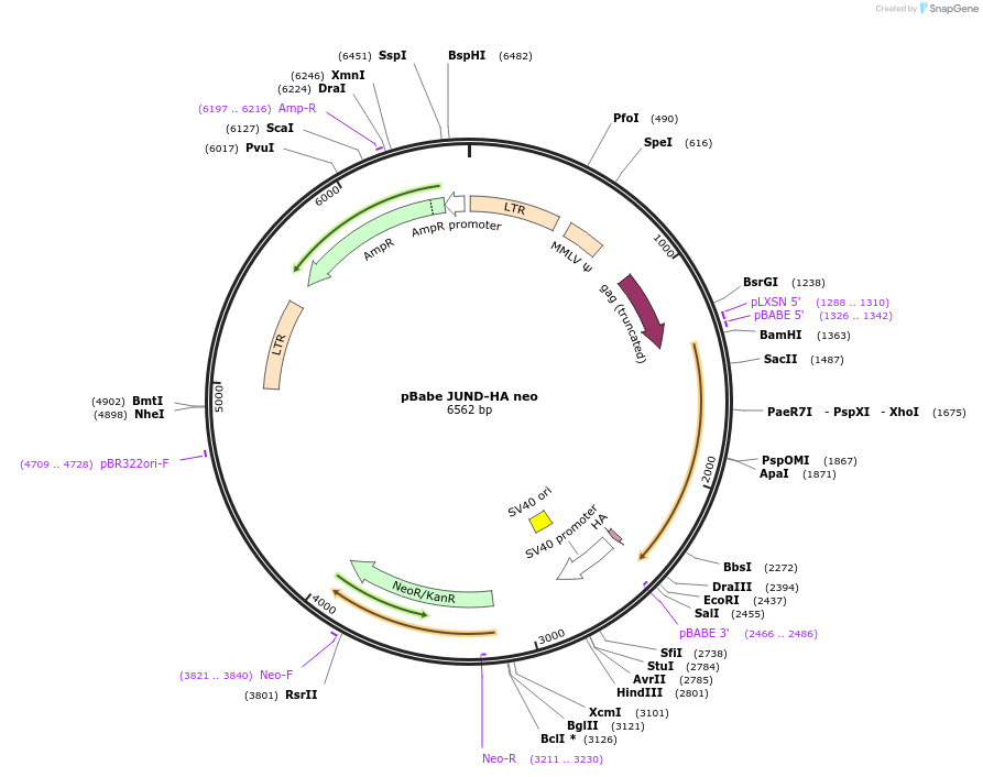 58489-plasmid-map-sequence-id-456510