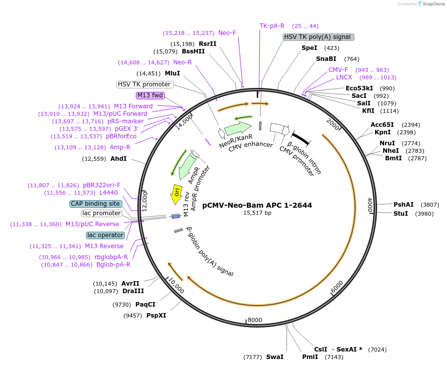 16511-plasmid-map-sequence-id-456511