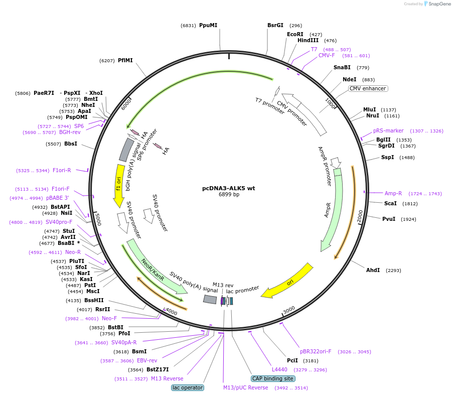 80876-plasmid-map-sequence-id-456512