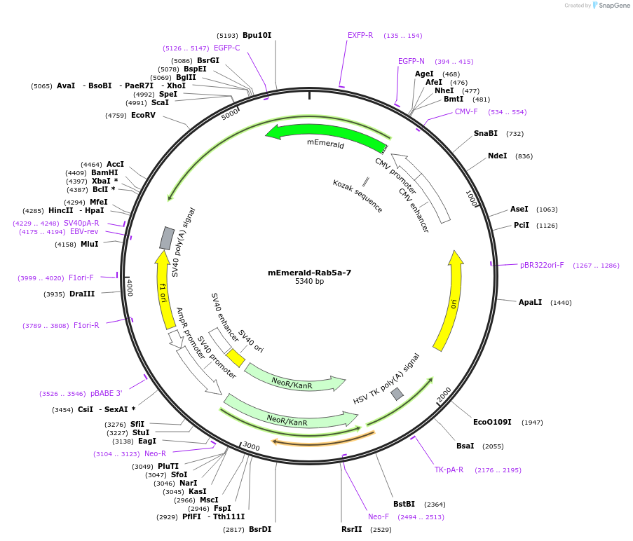 54243-plasmid-map-sequence-id-456513