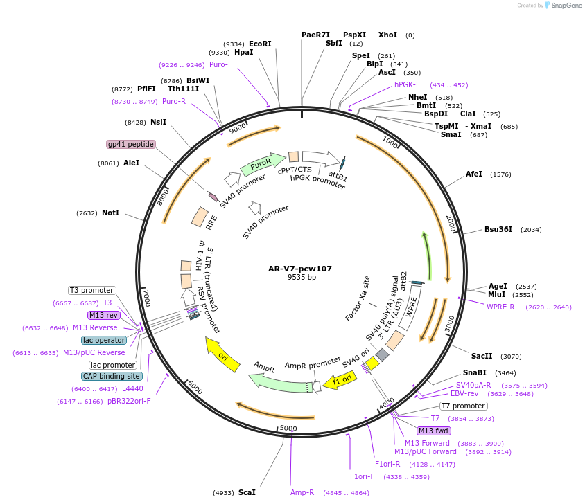 64635-plasmid-map-sequence-id-456514