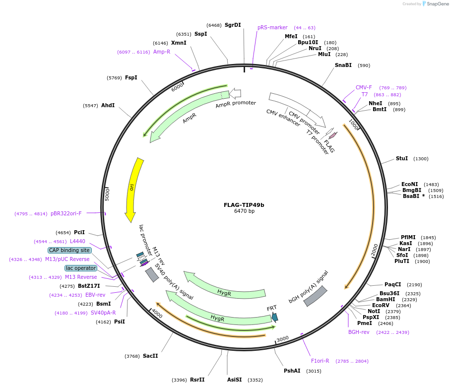 15358-plasmid-map-sequence-id-456515