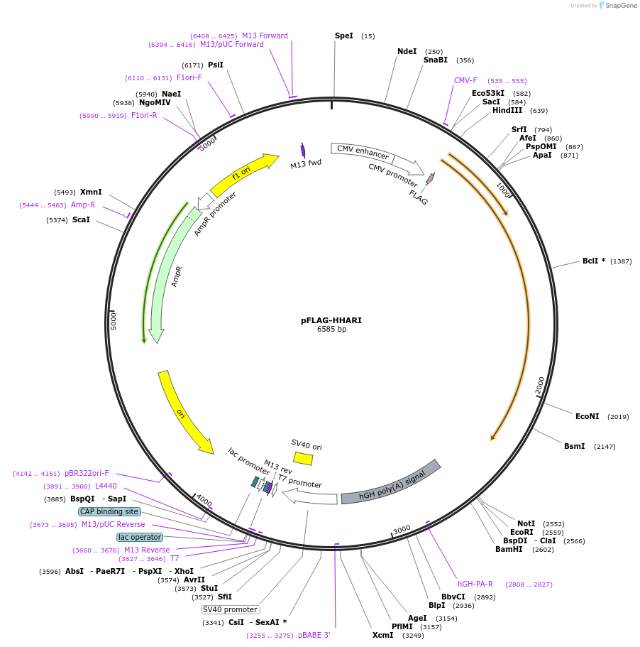 17450-plasmid-map-sequence-id-456516