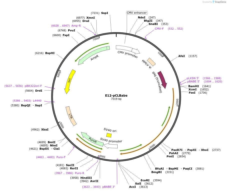20918-plasmid-map-sequence-id-456517