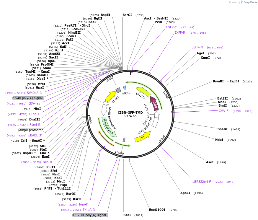 79571-plasmid-map-sequence-id-456519