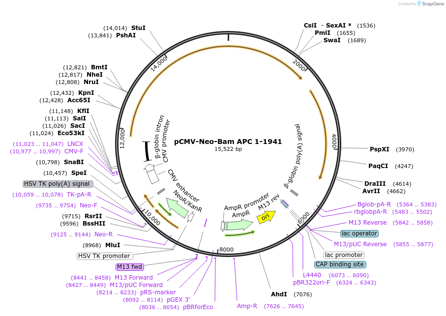 16510-plasmid-map-sequence-id-456522